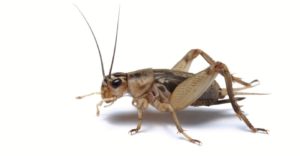 natural superfoods - crickets