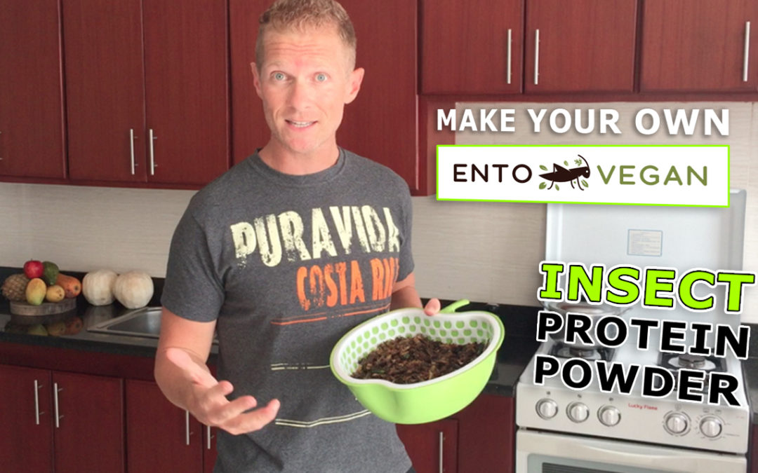 Make your own insect protein powder