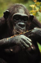 Chimpanzee eating termites - Entovegan