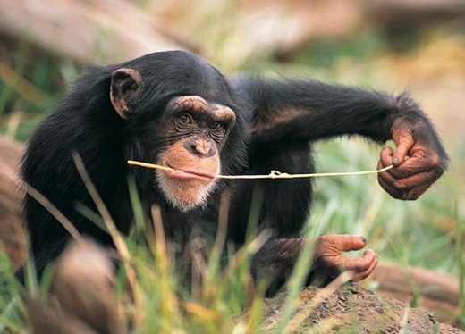 food habits of chimpanzees
