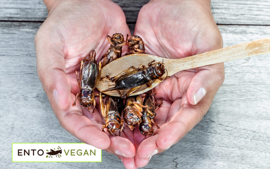 Why vegans should support eating insects