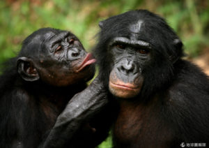Chimpanzees like eating insects - Entovegan