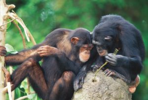 Chimpanzees hunting for insects - Entovegan