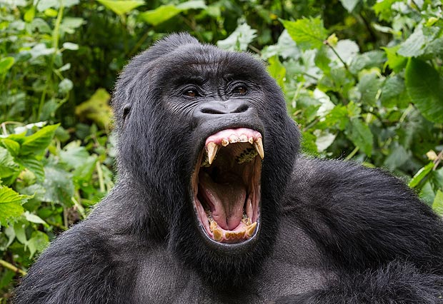 Gorillas eat insects - Entovegan