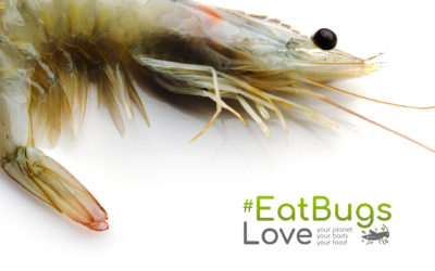If you eat shrimp and lobster, why not eat insects?