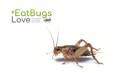 Crickets – the Gateway Bug to all Edible Insects