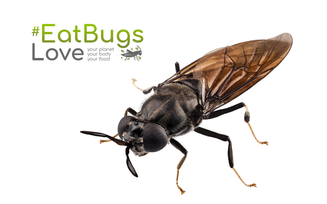Love Eat Bugs - Black Soldier Fly - Entovegan