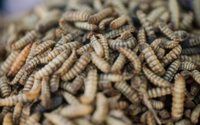 BSFL for human consumption – the next insect food trend