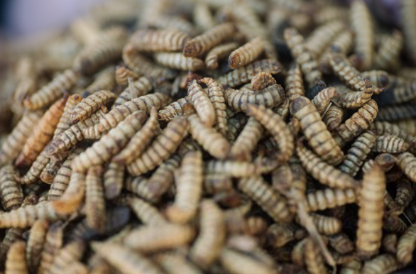 BSFL for human consumption – the next insect food trend