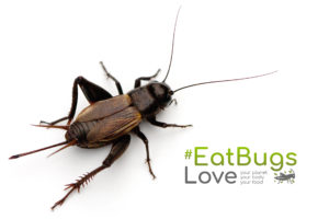 love eat bugs cricket