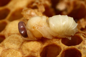done bee larvae zángano apilarnil DBH