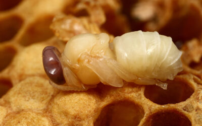 What is Apilarnil – Drone Bee Larvae?